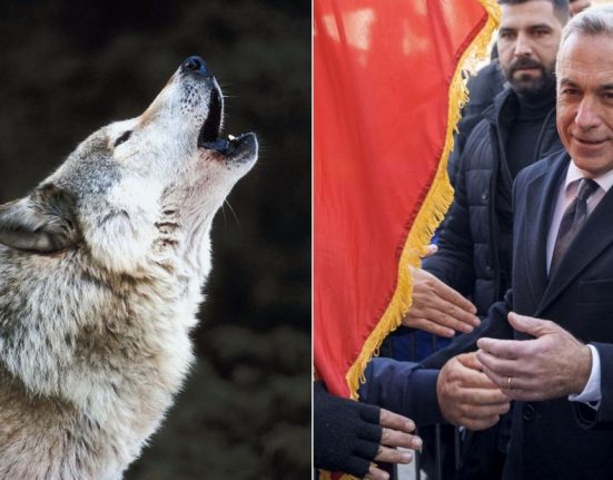 Calin Georgescu a povestit la TV despre lupoica din vremea dacilor al carei pui a trait printre oi Ba tu esti prost