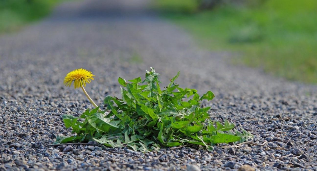 Planta care elimina negii si aduce beneficii incredibile