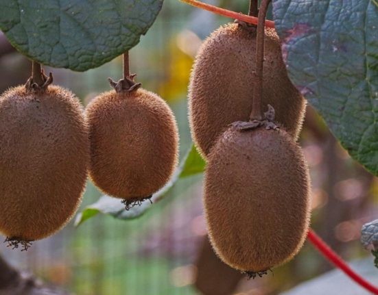 Fructul tineretii supranumit aurul galben
