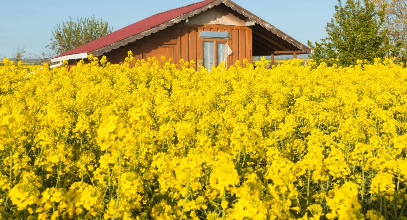Ce poti face cu florile de rapita beneficii neasteptate ale acestei plante decorative