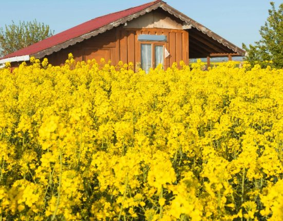 Ce poti face cu florile de rapita beneficii neasteptate ale acestei plante decorative
