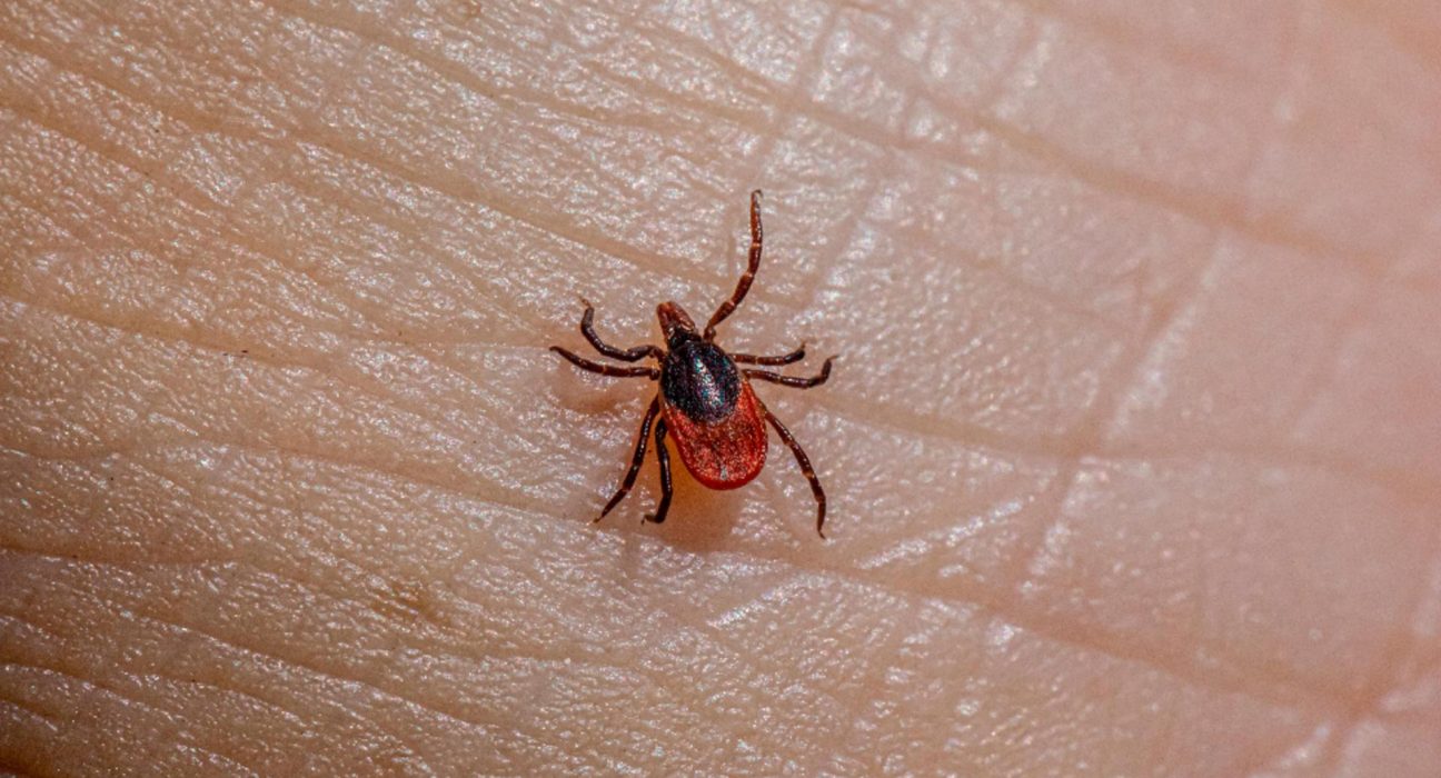 Cefaci dacatemusca ocapusa