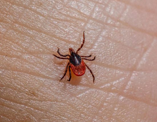 Cefaci dacatemusca ocapusa