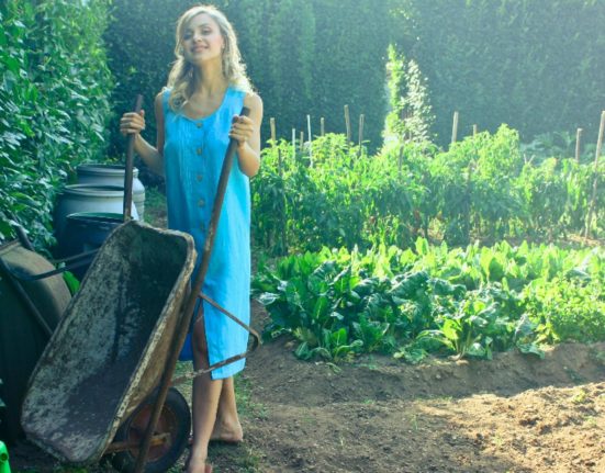 Plante medicinale esentiale de plantat acum in gradina