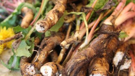 Radacina care vindeca si detoxifica ficatul